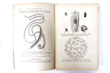 Antique Illustrated Medical Book, Genetic Diseases & Disorders, Dr Libert, Paris